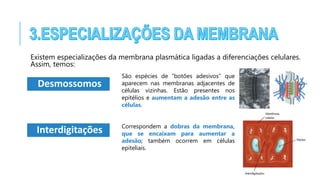 Existem especializações da membrana plasmática ligadas a diferenciações celulares.
Assim, temos:
Desmossomos
São espécies de “botões adesivos” que
aparecem nas membranas adjacentes de
células vizinhas. Estão presentes nos
epitélios e aumentam a adesão entre as
células.
Interdigitações Correspondem a dobras da membrana,
que se encaixam para aumentar a
adesão; também ocorrem em células
epiteliais.
 