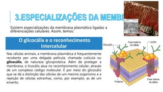 Existem especializações da membrana plasmática ligadas a
diferenciações celulares. Assim, temos:
O glicocálix e o reconhecimento
intercelular
Nas células animais, a membrana plasmática é frequentemente
recoberta por uma delgada película, chamada cutícula ou
glicocálix, de natureza glicoproteica. Além de proteger a
membrana, o licocálix atua no reconhecimento celular, através
de um complexo código molecular. É por meio do glicocálix
que se dá a distinção das células de um mesmo organismo e a
rejeição de células estranhas, como, por exemplo, as de um
enxerto.
 