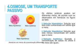 Os efeitos práticos podem ser
diferentes meios, de acordo com os
observados em hemácias na figura
ao lado.
 Solução hipertônica: Solução que
está mais concentrada em soluto que
o meio;
 Solução hipotônica: Solução que
está menos concentrada em soluto
que o meio;
 Solução Isotônica: Quando a
concentração de soluto na célula e
no meio são iguais.Hemácias em meios de concentração diferentes.
 