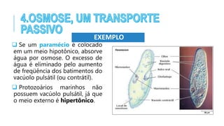  Se um paramécio é colocado
em um meio hipotônico, absorve
água por osmose. O excesso de
água é eliminado pelo aumento
de freqüência dos batimentos do
vacúolo pulsátil (ou contrátil).
 Protozoários marinhos não
possuem vacúolo pulsátil, já que
o meio externo é hipertônico.
EXEMPLO
 