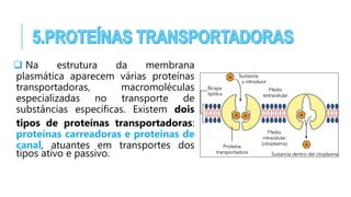  Na estrutura da membrana
plasmática aparecem várias proteínas
transportadoras, macromoléculas
especializadas no transporte de
substâncias específicas. Existem dois
tipos de proteínas transportadoras:
proteínas carreadoras e proteínas de
canal, atuantes em transportes dos
tipos ativo e passivo.
 