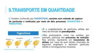  Também conhecido por ENDOCITOSE, consiste num método de captura
de partículas e moléculas por meio de dois processos: FAGOCITOSE e
PINOCITOSE.
Fagocitose
É o englobamento de partículas sólidas por
meio da emissão de pseudópodes.
Nos protozoários, como nas amebas, por
exemplo, participa dos processos de nutrição.
Nos animais, representa um mecanismo de
defesa, por meio do qual células chamadas de
fagócitos englobam e destroem partículas
inertes e microrganismos invasores.
 