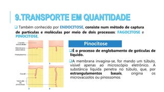 Também conhecido por ENDOCITOSE, consiste num método de captura
de partículas e moléculas por meio de dois processos: FAGOCITOSE e
PINOCITOSE.
Pinocitose
É o processo de englobamento de gotículas de
líquido.
A membrana invagina-se, for mando um túbulo,
visível apenas ao microscópio eletrônico. A
substância líquida penetra no túbulo, que, por
estrangulamentos basais, origina os
microvacúolos ou pinossomos
 