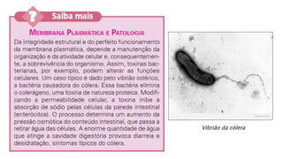 Vibrião da cólera
 
