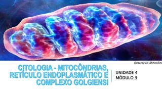 UNIDADE 4
MÓDULO 3
Ilustração Mitocônd
 