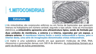  As mitocôndrias são corpúsculos esféricos ou em forma de bastonetes que aparecem
imersos no hialoplasma em número variável, segundo o tipo celular. Vista ao microscópio
eletrônico, a mitocôndria apresenta uma ultraestrutura típica, sendo de limitada por
duas unidades de membrana, a externa e a interna, separadas por um espaço, a
câmara externa. A membrana interna limita a matriz mitocondrial e forma, para o
interior desta, uma série de invaginações denominadas cristas mitocondriais.
 A matriz é uma substância amorfa em que aparecem moléculas de DNA, RNA,
ribossomos e granulações densas com 500 Å de diâmetro. As mitocôndrias formam-se a
partir da divisão de outras preexistentes.
Estrutura
 
