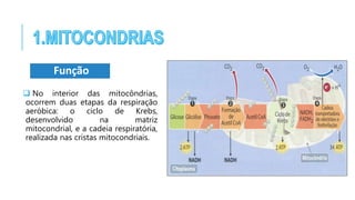 No interior das mitocôndrias,
ocorrem duas etapas da respiração
aeróbica: o ciclo de Krebs,
desenvolvido na matriz
mitocondrial, e a cadeia respiratória,
realizada nas cristas mitocondriais.
Função
 