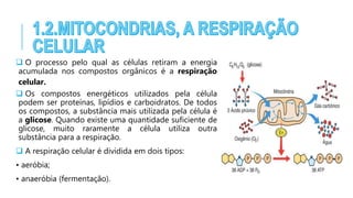  O processo pelo qual as células retiram a energia
acumulada nos compostos orgânicos é a respiração
celular.
 Os compostos energéticos utilizados pela célula
podem ser proteínas, lipídios e carboidratos. De todos
os compostos, a substância mais utilizada pela célula é
a glicose. Quando existe uma quantidade suficiente de
glicose, muito raramente a célula utiliza outra
substância para a respiração.
 A respiração celular é dividida em dois tipos:
• aeróbia;
• anaeróbia (fermentação).
 