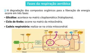 Fases da respiração aeróbica
 A degradação dos compostos orgânicos para a liberação de energia
ocorre em três fases:
• Glicólise: acontece na matriz citoplasmática (hialoplasma).
• Ciclo de Krebs: ocorre na matriz da mitocôndria.
• Cadeia respiratória: realiza-se na crista mitocondrial.
 
