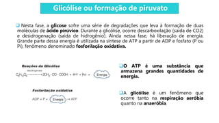 Glicólise ou formação de piruvato
 Nesta fase, a glicose sofre uma série de degradações que leva à formação de duas
moléculas de ácido pirúvico. Durante a glicólise, ocorre descarboxilação (saída de CO2)
e desidrogenação (saída de hidrogênio). Ainda nessa fase, há liberação de energia.
Grande parte dessa energia é utilizada na síntese de ATP a partir de ADP e fosfato (P ou
Pi), fenômeno denominado fosforilação oxidativa.
O ATP é uma substância que
armazena grandes quantidades de
energia.
A glicólise é um fenômeno que
ocorre tanto na respiração aeróbia
quanto na anaeróbia.
 