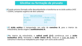 Glicólise ou formação de piruvato
O ácido pirúvico formado sofre descarboxilacão e transforma-se no ácido acético (H3C
– COOH), composto orgânico de dois carbonos.
O ácido acético é transportado, por ação da coenzima A, para o interior da
mitocôndria, dando origem à acetilcoenzima A.
No interior da mitocôndria, o radical acetil (2-C) combina-se com o ácido
oxalacético (4-C), formando o ácido cítrico (6-C). Inicia-se o Ciclo de Krebs. A
coenzima A retorna ao hialoplasma para reagir com outro ácido acético.
 