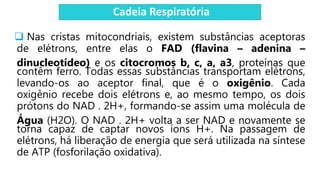 Cadeia Respiratória
 Nas cristas mitocondriais, existem substâncias aceptoras
de elétrons, entre elas o FAD (flavina – adenina –
dinucleotídeo) e os citocromos b, c, a, a3, proteínas que
contêm ferro. Todas essas substâncias transportam elétrons,
levando-os ao aceptor final, que é o oxigênio. Cada
oxigênio recebe dois elétrons e, ao mesmo tempo, os dois
prótons do NAD . 2H+, formando-se assim uma molécula de
Água (H2O). O NAD . 2H+ volta a ser NAD e novamente se
torna capaz de captar novos íons H+. Na passagem de
elétrons, há liberação de energia que será utilizada na síntese
de ATP (fosforilação oxidativa).
 