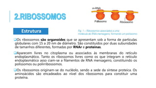 Os ribossomos são organoides que se apresentam sob a forma de partículas
globulares com 15 a 20 nm de diâmetro. São constituídos por duas subunidades
de tamanhos diferentes, formadas por RNAr e proteínas.
Aparecem livres no citoplasma ou associados às membranas do retículo
endoplasmático. Tanto os ribossomos livres como os que integram o retículo
endoplasmático asso ciam-se a filamentos de RNA mensageiro, constituindo os
polissomos ou polirribossomos.
Os ribossomos originam-se do nucléolo, sendo a sede da síntese proteica. Os
aminoácidos são encadeados ao nível dos ribossomos para constituir uma
proteína.
Estrutura
 
