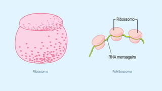 Ribossomo Poliribossomo
 