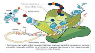 Os ribossomos usam uma fita de RNA mensageiro (RNAm) para sintetizarem fitas de RNA complementares usando os
aminoácidos transportados pelo RNAt e vão se movendo ao longo dessa fita encaixando de 3 em 3 bases nitrogenadas
até encontrar um códon de parada.
 