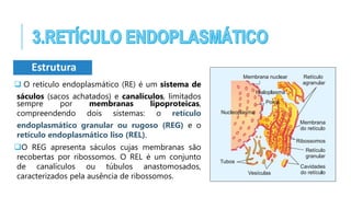 Estrutura
 O retículo endoplasmático (RE) é um sistema de
sáculos (sacos achatados) e canalículos, limitados
sempre por membranas lipoproteicas,
compreendendo dois sistemas: o retículo
endoplasmático granular ou rugoso (REG) e o
retículo endoplasmático liso (REL).
O REG apresenta sáculos cujas membranas são
recobertas por ribossomos. O REL é um conjunto
de canalículos ou túbulos anastomosados,
caracterizados pela ausência de ribossomos.
 