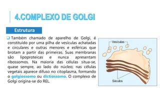  Também chamado de aparelho de Golgi, é
constituído por uma pilha de vesículas achatadas
e circulares e outras menores e esféricas que
brotam a partir das primeiras. Suas membranas
são lipoproteicas e nunca apresentam
ribossomos. Na maioria das células situa-se,
quase sempre, ao lado do núcleo; nas células
vegetais aparece difuso no citoplasma, formando
o golgiossomo ou dictiossomo. O complexo de
Golgi origina-se do REL.
Estrutura
 