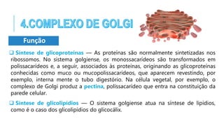 Função
 Síntese de glicoproteínas — As proteínas são normalmente sintetizadas nos
ribossomos. No sistema golgiense, os monossacarídeos são transformados em
polissacarídeos e, a seguir, associados às proteínas, originando as glicoproteínas
conhecidas como muco ou mucopolissacarídeos, que aparecem revestindo, por
exemplo, interna mente o tubo digestório. Na célula vegetal, por exemplo, o
complexo de Golgi produz a pectina, polissacarídeo que entra na constituição da
parede celular.
 Síntese de glicolipídios — O sistema golgiense atua na síntese de lipídios,
como é o caso dos glicolipídios do glicocálix.
 