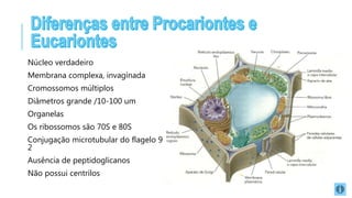 Núcleo verdadeiro
Membrana complexa, invaginada
Cromossomos múltiplos
Diâmetros grande /10-100 um
Organelas
Os ribossomos são 70S e 80S
Conjugação microtubular do flagelo 9 X
2
Ausência de peptidoglicanos
Não possui centrílos
 