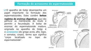 Formação do acrossomo do espermatozoide
 O aparelho de Golgi desempenha um
papel importante na formação dos
espermatozoides. Estes contêm bolsas
repletas de enzimas digestivas, que irão
perfurar as membranas do óvulo e
permitir a fecundação. A bolsa de
enzimas do espermatozoide maduro,
originada no aparelho de Golgi, é
o acrossomo (do grego acros, alto, topo,
e somatos, corpo), termo que significa
“corpo localizado no topo do
espermatozóide”.
 