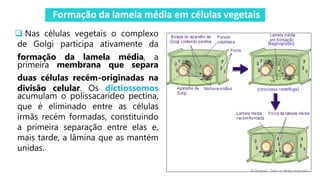 Formação da lamela média em células vegetais
 Nas células vegetais o complexo
de Golgi participa ativamente da
formação da lamela média, a
primeira membrana que separa
duas células recém-originadas na
divisão celular. Os dictiossomos
acumulam o polissacarídeo pectina,
que é eliminado entre as células
irmãs recém formadas, constituindo
a primeira separação entre elas e,
mais tarde, a lâmina que as mantém
unidas.
 