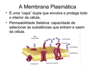 A Membrana Plasmática
• É uma “capa” dupla que envolve e protege todo
o interior da célula.
• Permeabilidade Seletiva: capacidade de
selecionar as substâncias que entram e saem
da célula.
 