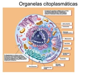 Organelas citoplasmáticas
 