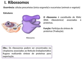 I. Ribossomos
Ocorrência: células procariotas (única organela) e eucariotas (animais e vegetais)
Estrutura:
O ribossomo é constituído de RNAr
(RNA ribossômico) associados à
proteínas.
Função: Participa da síntese de
proteínas (Tradução).
Obs.: Os ribossomos podem ser encontrados no
citoplasma associados ao Retículo Endoplasmático
Rugoso realizando síntese de proteínas para
exportação.
Ribossomo
 
