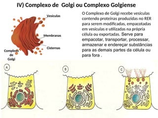 IV) Complexo de Golgi ou Complexo Golgiense
O Complexo de Golgi recebe vesículas
contendo proteínas produzidas no RER
para serem modificadas, empacotadas
em vesículas e utilizadas na própria
célula ou exportadas. Serve para
empacotar, transportar, processar,
armazenar e endereçar substâncias
para as demais partes da célula ou
para fora .
Vesículas
Membranas
Cisternas
Complexo
de
Golgi
 