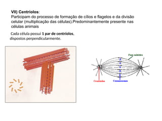 VII) Centríolos:
Participam do processo de formação de cílios e flagelos e da divisão
celular (multiplicação das células).Predominantemente presente nas
células animais
Cada célula possui 1 par de centríolos,
dispostos perpendicularmente.
 