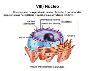 VIII) Núcleo
O Núcleo atua na reprodução celular. Também é portador das
características hereditárias e coordena as atividades celulares.
 