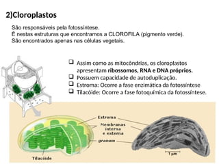 2)Cloroplastos
 Assim como as mitocôndrias, os cloroplastos
apresentam ribossomos, RNA e DNA próprios.
 Possuem capacidade de autoduplicação.
 Estroma: Ocorre a fase enzimática da fotossíntese
 Tilacóide: Ocorre a fase fotoquímica da fotossíntese.
São responsáveis pela fotossíntese.
É nestas estruturas que encontramos a CLOROFILA (pigmento verde).
São encontrados apenas nas células vegetais.
 