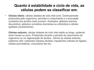Quanto à estabilidade e ciclo de vida, as
células podem se classificar em:
• Células lábeis: células dotadas de ciclo vital curto. Continuamente
produzidas pelo organismo, permitem o crescimento e a renovação
constante dos tecidos onde ocorrem. Exemplos: glóbulos brancos
(leucócitos), glóbulos vermelhos (hemácias ou eritrócitos) e células
epiteliais (revestimento).
Células estáveis: células dotadas de ciclo vital médio ou longo, podendo
durar meses ou anos. Produzidas durante o período de crescimento do
organismo ou na regeneração de tecidos . Dentre as células estáveis,
podemos citar: osteócitos (ósseas adultas), hepatócitos (células do fígado),
células pancreáticas, musculares lisa etc.
 