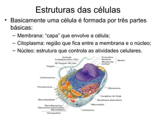 Estruturas das células
• Basicamente uma célula é formada por três partes
básicas:
– Membrana: “capa” que envolve a célula;
– Citoplasma: região que fica entre a membrana e o núcleo;
– Núcleo: estrutura que controla as atividades celulares.
 