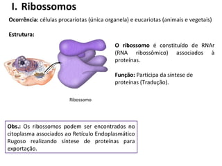 I. Ribossomos
Ocorrência: células procariotas (única organela) e eucariotas (animais e vegetais)
Estrutura:
O ribossomo é constituído de RNAr
(RNA ribossômico) associados à
proteínas.
Função: Participa da síntese de
proteínas (Tradução).
Obs.: Os ribossomos podem ser encontrados no
citoplasma associados ao Retículo Endoplasmático
Rugoso realizando síntese de proteínas para
exportação.
Ribossomo
 