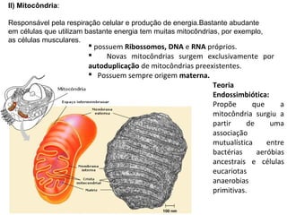 II) Mitocôndria:
Responsável pela respiração celular e produção de energia.Bastante abudante
em células que utilizam bastante energia tem muitas mitocôndrias, por exemplo,
as células musculares.
Teoria
Endossimbiótica:
Propõe que a
mitocôndria surgiu a
partir de uma
associação
mutualística entre
bactérias aeróbias
ancestrais e células
eucariotas
anaerobias
primitivas.
 possuem Ribossomos, DNA e RNA próprios.
 Novas mitocôndrias surgem exclusivamente por
autoduplicação de mitocôndrias preexistentes.
 Possuem sempre origem materna.
 