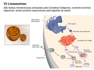 V) Lisossomos:
São bolsas membranosas produzidas pelo Complexo Golgiense, contendo enzimas
digestivas, sendo portanto responsáveis pela digestão da célula.
 