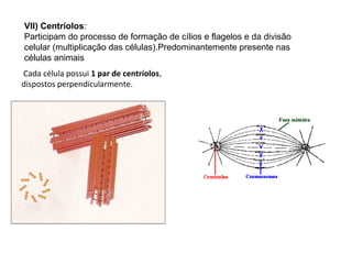 VII) Centríolos:
Participam do processo de formação de cílios e flagelos e da divisão
celular (multiplicação das células).Predominantemente presente nas
células animais
Cada célula possui 1 par de centríolos,
dispostos perpendicularmente.
 