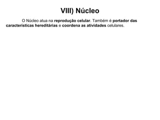 VIII) Núcleo
O Núcleo atua na reprodução celular. Também é portador das
características hereditárias e coordena as atividades celulares.
 
