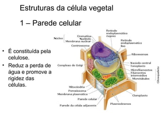 • É constituída pela
celulose.
• Reduz a perda de
água e promove a
rigidez das
células.
Estruturas da célula vegetal
1 – Parede celular
 