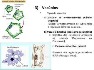 3) Vacúolos
 Tipos de vacúolos
a) Vacúolo de armazenamento (Células
Vegetais)
Função: Armazenamento de substâncias
e regulação osmótica da célula.
b) Vacúolo digestivo (lisossomo secundário)
o Digestão dos nutrientes presentes
na vesícula (Fagossomo ou
Pinossomo)
c) Vacúolo contrátil ou pulsátil
o Presente em algas e protozoários
dulcícolas (água doce)
 