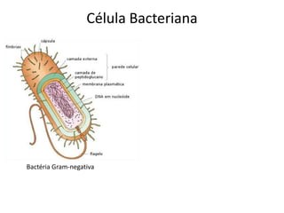 Célula Bacteriana
Bactéria Gram-negativa
 