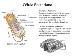 Célula Bacteriana
Bactéria Gram-negativa
Membrana Plasmática
Composta de proteínas (40%) imersas em
uma bicamada fosfolipídica (60%). As
proporções dos componentes são
variáveis, dependendo da espécie
bacteriana e das condições de cultivo.
Os ácido Graxos dos lipídios são
responsáveis pela condição hidrofóbica da
porção interna da membrana enquanto a
parte hidrofílica dos mesmos fica exposta
ao meio externo aquoso
 