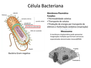 Célula Bacteriana
Bactéria Gram-negativa
Membrana Plasmática
Funções:
Permeabilidade seletiva
Transporte de solutos
Produção de energia por transporte de
elétrons e fosforilação oxidativa (respiração)
A membrana citoplasmática pode apresentar
invaginações múltiplas que formam estruturas
especializadas denominadas mesossomos
Mesossomo
 