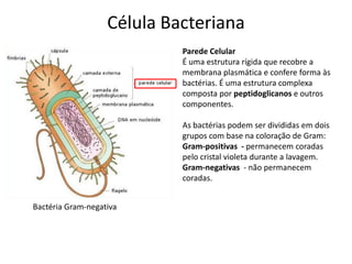 Célula Bacteriana
Bactéria Gram-negativa
Parede Celular
É uma estrutura rígida que recobre a
membrana plasmática e confere forma às
bactérias. É uma estrutura complexa
composta por peptidoglicanos e outros
componentes.
As bactérias podem ser divididas em dois
grupos com base na coloração de Gram:
Gram-positivas - permanecem coradas
pelo cristal violeta durante a lavagem.
Gram-negativas - não permanecem
coradas.
 