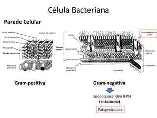 Célula Bacteriana
Parede Celular
Gram-negativaGram-positiva
Lipopolissacarídeo (LPS)
(endotoxina)
Patogenicidade
 