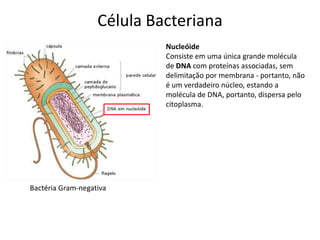 Célula Bacteriana
Bactéria Gram-negativa
Nucleóide
Consiste em uma única grande molécula
de DNA com proteínas associadas, sem
delimitação por membrana - portanto, não
é um verdadeiro núcleo, estando a
molécula de DNA, portanto, dispersa pelo
citoplasma.
 