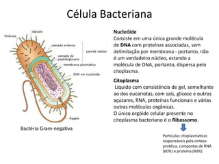 Célula Bacteriana
Bactéria Gram-negativa
Nucleóide
Consiste em uma única grande molécula
de DNA com proteínas associadas, sem
delimitação por membrana - portanto, não
é um verdadeiro núcleo, estando a
molécula de DNA, portanto, dispersa pelo
citoplasma.
Citoplasma
Líquido com consistência de gel, semelhante
ao dos eucariotas, com sais, glicose e outros
açúcares, RNA, proteínas funcionais e várias
outras moléculas orgânicas.
O único orgóide celular presente no
citoplasma bacteriano é o Ribossomo.
Partículas citoplasmáticas
responsáveis pela síntese
protéica, compostas de RNA
(60%) e proteína (40%)
 