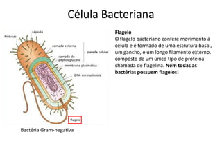 Célula Bacteriana
Bactéria Gram-negativa
Flagelo
O flagelo bacteriano confere movimento à
célula e é formado de uma estrutura basal,
um gancho, e um longo filamento externo,
composto de um único tipo de proteína
chamada de flagelina. Nem todas as
bactérias possuem flagelos!
 