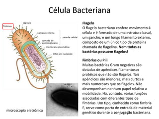 Célula Bacteriana
Flagelo
O flagelo bacteriano confere movimento à
célula e é formado de uma estrutura basal,
um gancho, e um longo filamento externo,
composto de um único tipo de proteína
chamada de flagelina. Nem todas as
bactérias possuem flagelos!
Fímbrias ou Pili
Muitas bactérias Gram negativas são
dotadas de apêndices filamentosos
protéicos que não são flagelos. Tais
apêndices são menores, mais curtos e
mais numerosos que os flagelos. Não
desempenham nenhum papel relativo a
mobilidade. Há, contudo, várias funções
associadas com diferentes tipos de
fímbrias. Um tipo, conhecido como fímbria
F, serve como porta de entrada de material
genético durante a conjugação bacteriana.
microscopia eletrônica
 